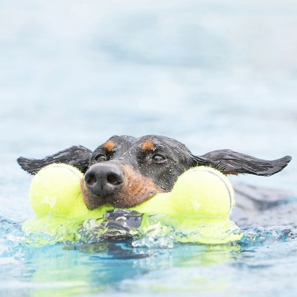 KONG AirDog Bone ASB3 (S/M/L)