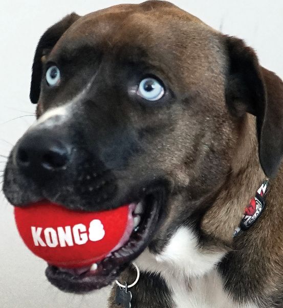 Kong Dog Signature Sport Ball 3-pk Medium
