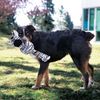 KONG The Wubba No Stuff Zebra WFZ13 Lg