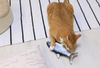 Cattoy Cá Điện - CAT Electric Fish
