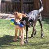 KONG Squeezz Action Bone Blue PSAB11 Lg