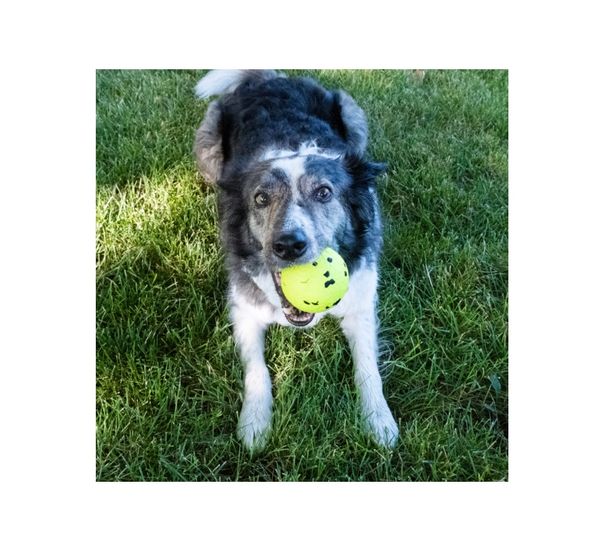Kong Dog Reflex Ball Medium
