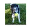 Kong Dog Reflex Ball Medium