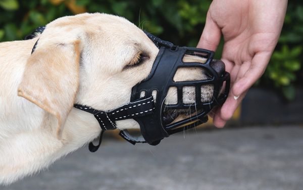 Rọ Mõm Silicone Panda Đen - Black Panda Silicone Muzzle