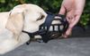 Rọ Mõm Silicone Panda Đen - Black Panda Silicone Muzzle