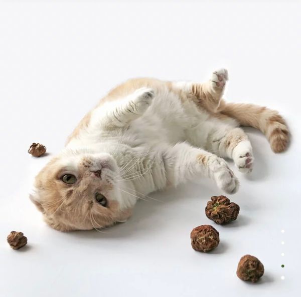 Catwant - Quả Bạc Hà Khô Cho Mèo (Catnip) 20g