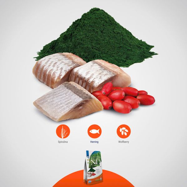 Hạt Cho Mèo Con Cao Cấp – N&D Spirulina Dòng Kitten Siêu Dinh Dưỡng