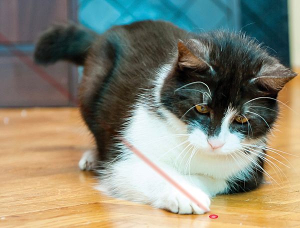 Kong Cattoy Laser