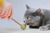 Yichon Catnip Que Gỗ