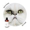 Eye Envy® – Dung Dịch Loại Bỏ Vết Ố Nước Mắt Cho Mèo