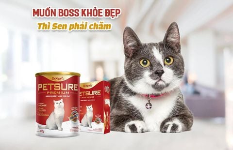 Dr.Kyan Sữa Bột Cho Mèo Petsure 110g