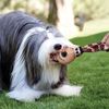 Kong Wubba WE1 Ears Large - Đồ Chơi Kong Gặm,Ném Bằng Vải Cho Chó