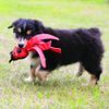 KONG Wubba Bug WBB3 Small