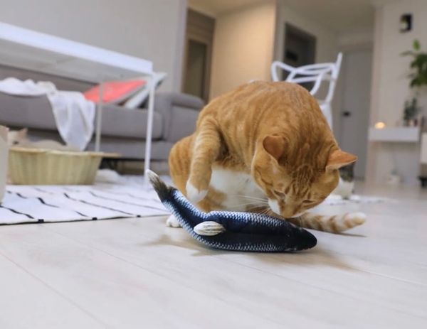 Cattoy Cá Điện - CAT Electric Fish