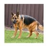 Kong Dog Extreme Ball w/Rope Large
