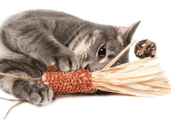 Catwant - Đồ chơi con cá từ thân bắp và quả nho bạc