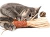 Catwant - Đồ chơi con cá từ thân bắp và quả nho bạc