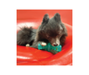 Kong Dog Squeezz Dental Roller Stick Small