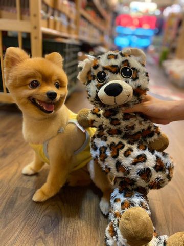 DogToy ChúChó Dài - LongDoggy