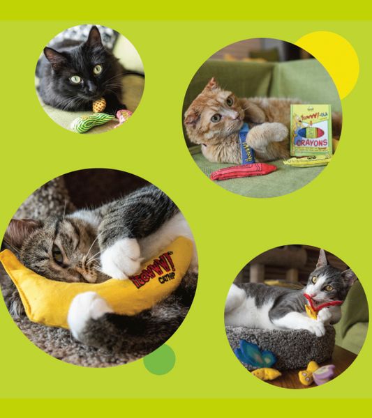 Yeowww Catnip - Cỏ Mèo Catnip cho Mèo dạng hộp 56,7g