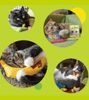 Yeowww Catnip - Cỏ Mèo Catnip cho Mèo dạng hộp 56,7g