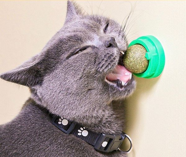 Yichon Catnip gắn tường cho mèo