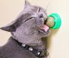 Yichon Catnip gắn tường cho mèo