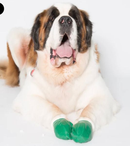 PawZ- Giày Bảo Vệ Chân Cho Thú Cưng Bằng Cao Su