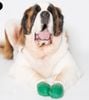 PawZ- Giày Bảo Vệ Chân Cho Thú Cưng Bằng Cao Su
