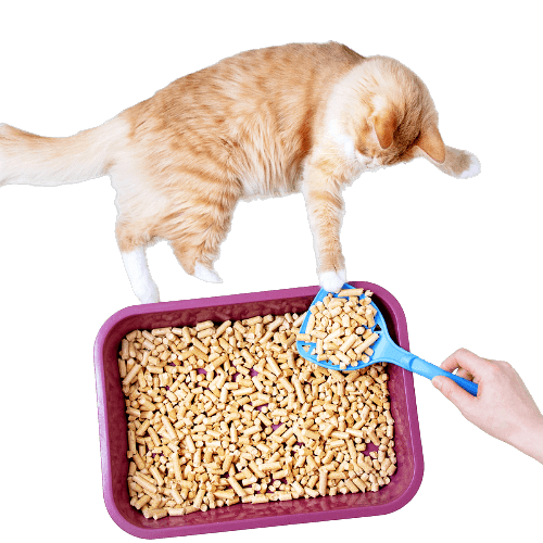 Premium - Cát Gỗ Thông Cho Mèo 15kg