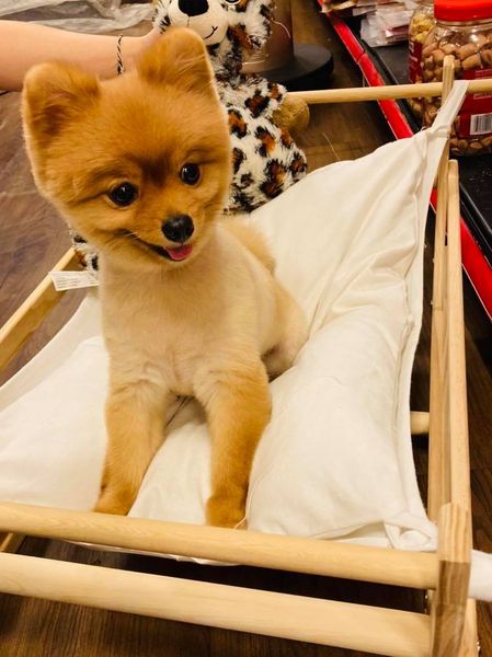Võng cho thú cưng - Pet hammock 57 x 36 x 28.5 cm