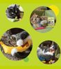 Yeowww Catnip Buds - Hoa catnip cho Mèo 10g