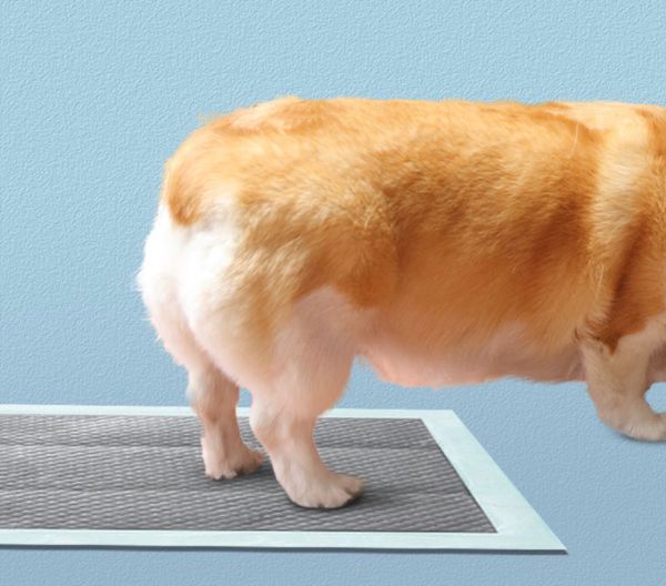 HONEYCARE SIZE L PET PAD FRAGRANT (60x90) 25pcs