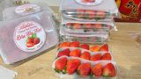  Dâu Đà Lạt Giống Mỹ - Hộp 300g 