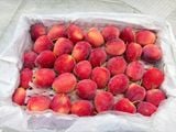  Táo Cherry 