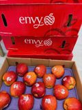  Táo ENVY Size 24 