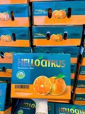  QUÝT MINI HELLOCITRUS – NGỌT MỌNG CỰC CUỐN 
