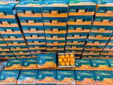  QUÝT MINI HELLOCITRUS – NGỌT MỌNG CỰC CUỐN 