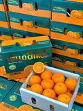  QUÝT MINI HELLOCITRUS – NGỌT MỌNG CỰC CUỐN 