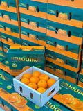  QUÝT MINI HELLOCITRUS – NGỌT MỌNG CỰC CUỐN 