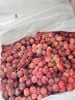  🍇 Nho Đỏ Ruby Sweet Premium 