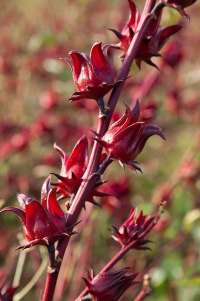 Trà Atiso Đỏ (Hibiscus Roselle) Nguyên Bông Sấy Khô Cao Cấp