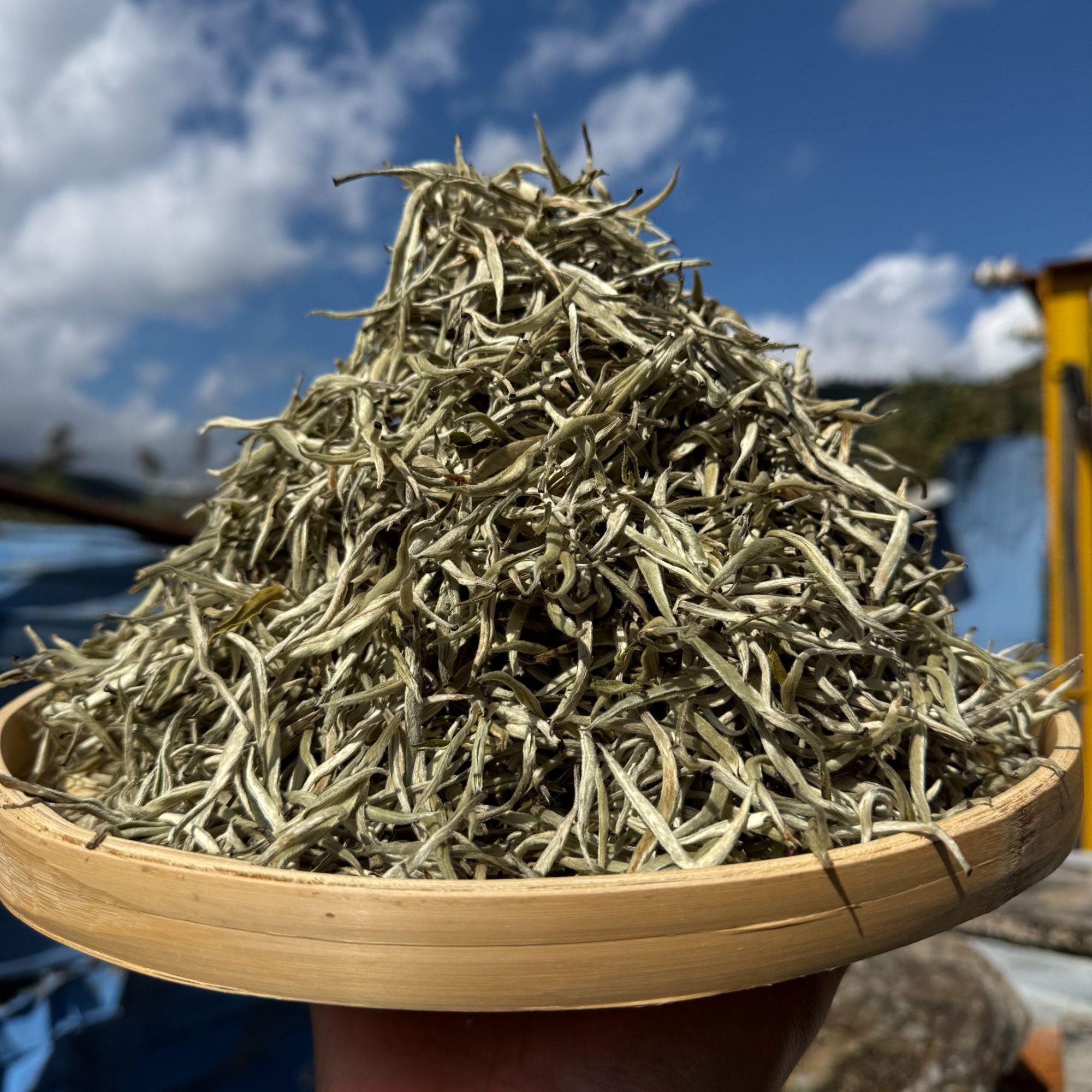 Trà Trắng Shan Tuyết Thượng Phẩm 1 Tôm - Bạch trà Shan tuyết Cổ Thụ Tây Côn Lĩnh
