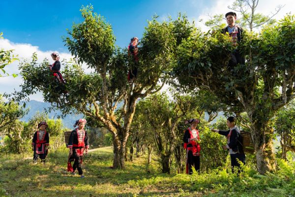 Lục Trà Shan Tuyết Cổ Thụ Thượng Phẩm còn gọi là Trà Xanh Shan Tuyết