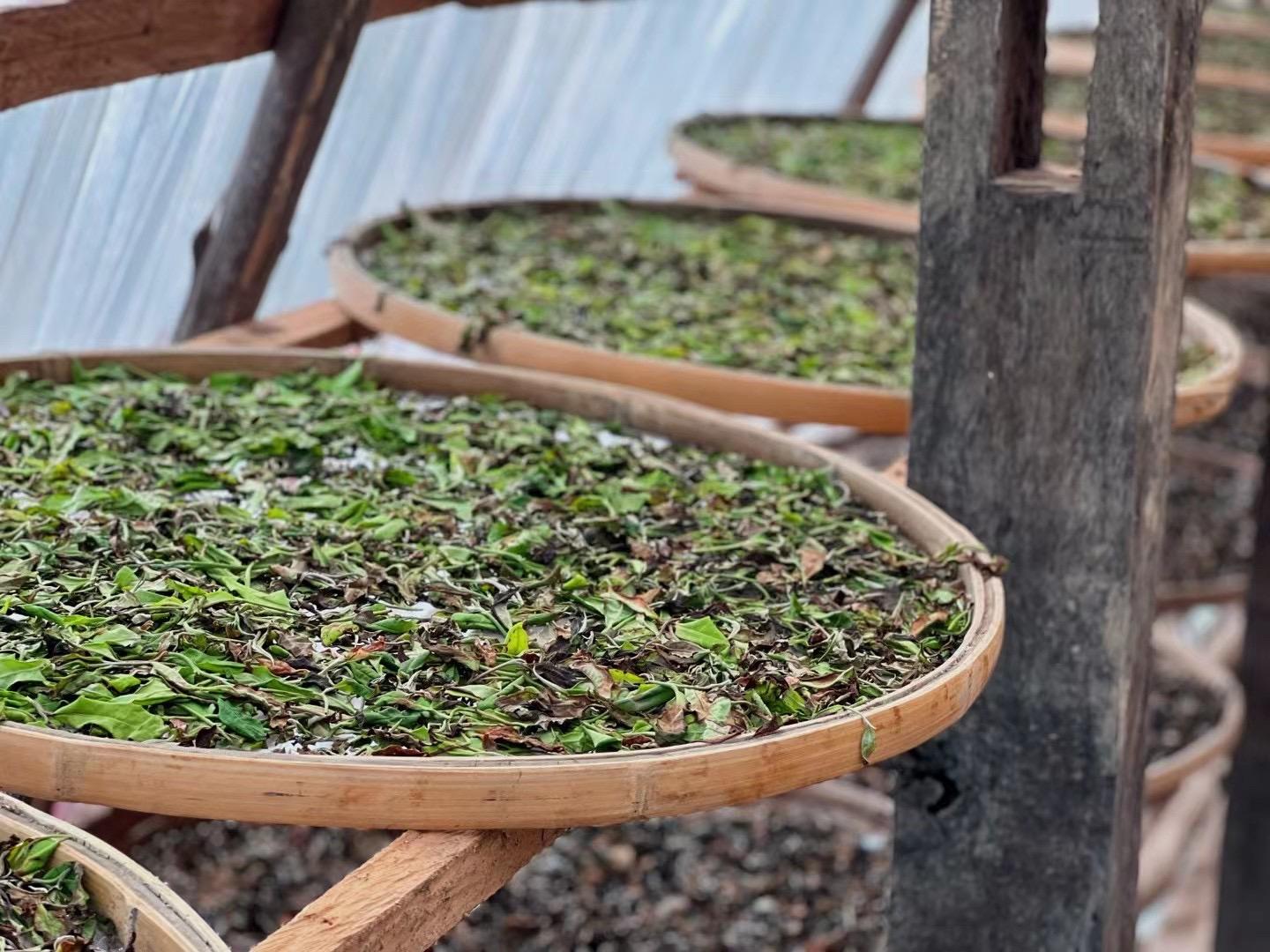 Bạch trà mẫu đơn shan tuyết Tây Côn Lĩnh
