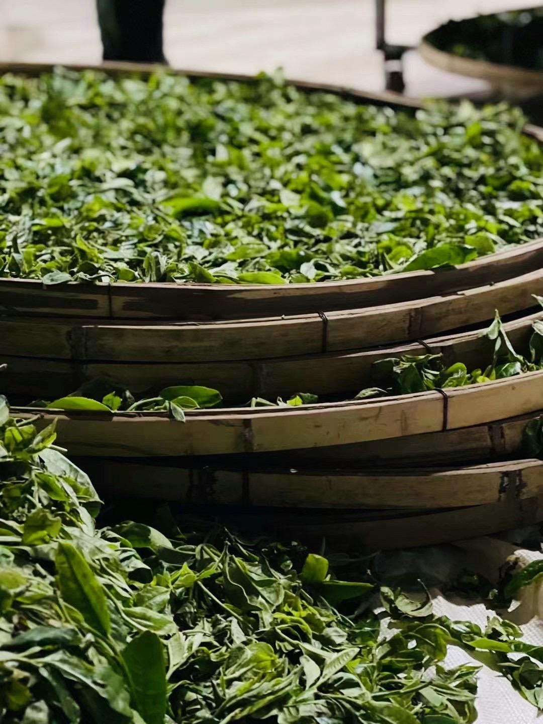 Bạch trà mẫu đơn shan tuyết Tây Côn Lĩnh