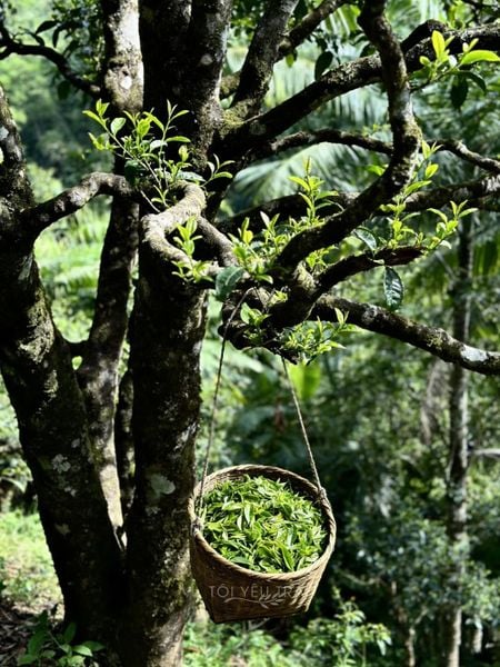 Lục Trà Shan Tuyết Cổ Thụ Thượng Phẩm còn gọi là Trà Xanh Shan Tuyết