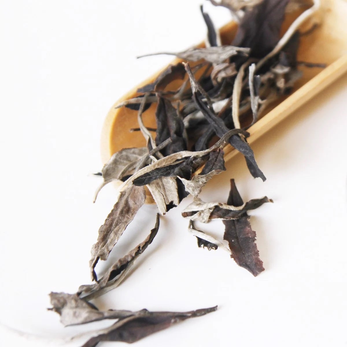 Bạch trà mẫu đơn shan tuyết Tây Côn Lĩnh