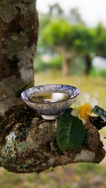 Trà Phổ Nhĩ Việt - Sự lựa chọn dành cho những ai tìm kiếm trà Phổ Nhĩ hảo hạng từ Việt Nam.