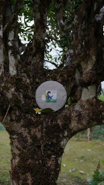 Trà Phổ Nhĩ Việt - Sự lựa chọn dành cho những ai tìm kiếm trà Phổ Nhĩ hảo hạng từ Việt Nam.